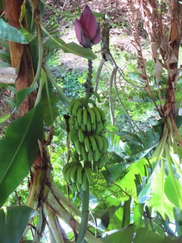 banano.jpg